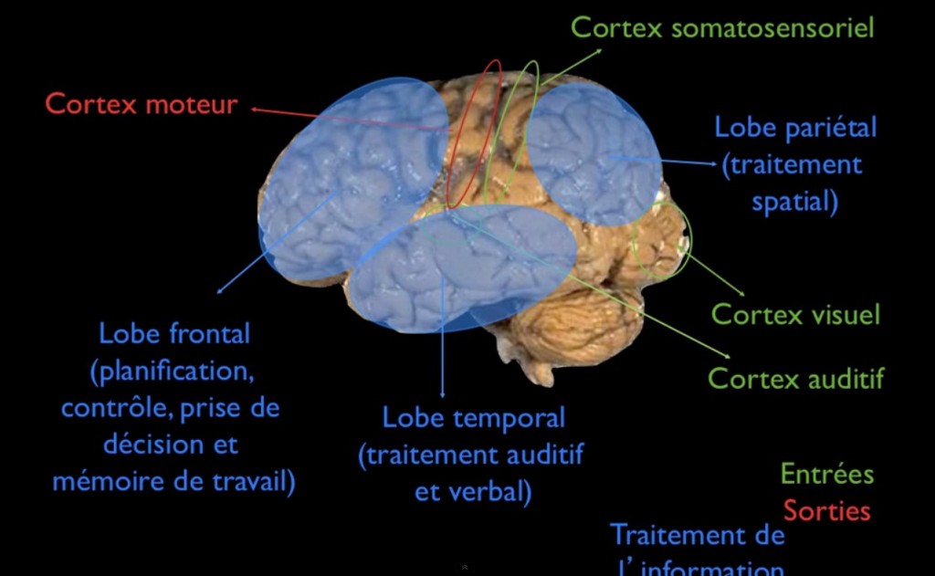 L'apprentissage de la lecture vu par les neurosciences