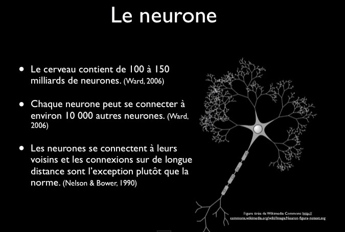 le neurone neuroséducation