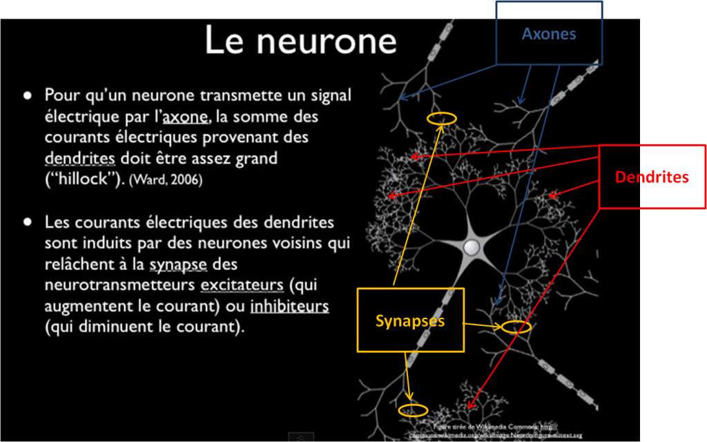 neurones neuroéducation