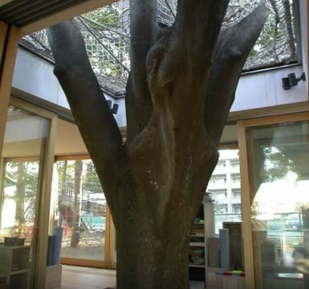 arbre dans école maternelle