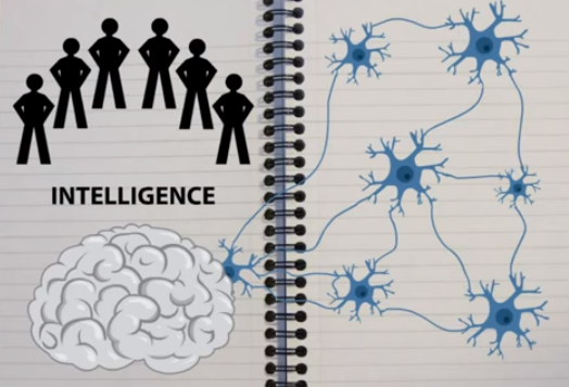 cerveau intelligence